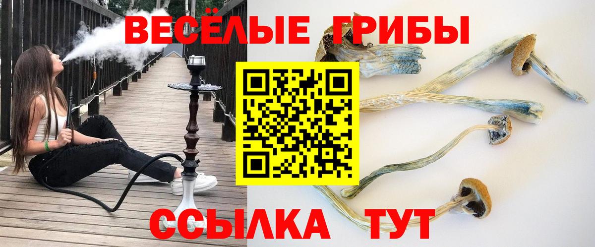 цены наркотик  Богородицк  Псилоцибиновые грибы Psilocybine cubensis 