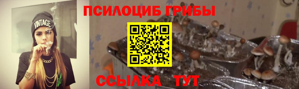 Псилоцибиновые грибы Cubensis Богородицк